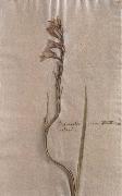 Johann Wolfgang von Goethe Herbarium sheet France oil painting artist